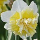 Ice King Daffodil Bulbs | Buy Online | Boston Seeds